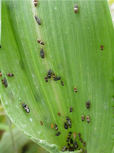 Figure 3. Chinch bug nymphs and adults. This is the predominant insect pest of pearl millet and must be controlled to prevent crop failures.