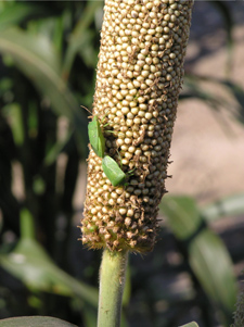 Figure 4. Green stink bugs and other similar insects affect pearl millet during grain fill.