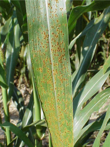 Figure 5. Rust is a late-season disease. Early planting will allow the crop to mature before disease develops.