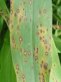 Figure 6. Pyricularia leaf spot and other leaf spots will cause only minimal damage.