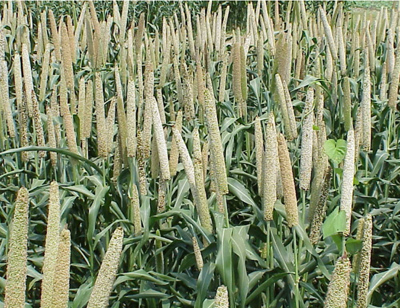 TifGrain 102 pearl millet in the grain filling stage