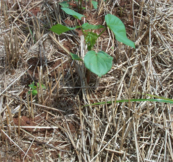 Figure 10. Cotton 
 directly planted into a cover crop of wheat.