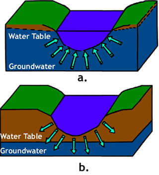 When the water table is high, groundwater enters the stream. When the water table is low, water drains into the groundwater