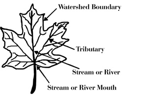 Maple leaf representing a watershed. The shape of the leaf shows the watershed boundary. The veins are tributaries and the center vein is a stream or river. The leaf stem is the stream or river mouth