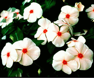 Vinca 'Parasol' white flowers with pink centers