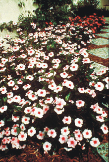 flowering vinca along a path