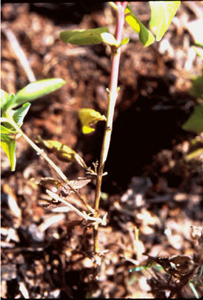 Vinca stem with few small leaves