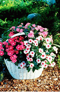 potted vinca in various shades of pink