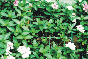 Vinca in cups with patchy growth