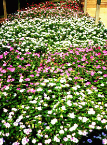 Bed of white and purple-pink vinca flowers