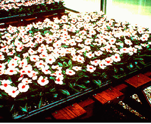 Flowering vinca in cups