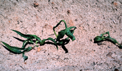 Wilted looking plants