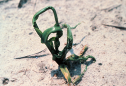 Figure 4. Dual herbicide damage.