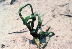 Wilted looking plant with curled leaves