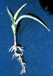 Plant damaged by herbicides
