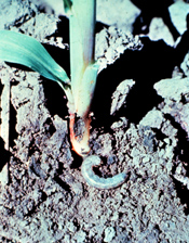 Plant damaged by cutworms with a cutworm larva next to it