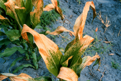 Plants with yellow leaf tips and margins