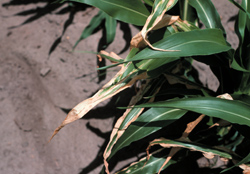 Plants with dried leaf tips from nitrogen burn