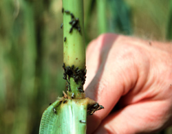 Chinch bugs on plant