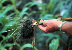 Roots damaged by beetles