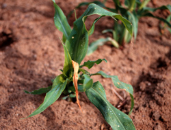 Plant with damage from insect tunneling