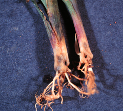 Plant roots damaged by wireworms