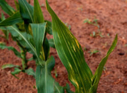 Plant with thrips damage