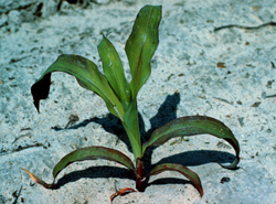 Figure 15. 
 Reddening of leaf tips due to temporary phosphorus deficiency.