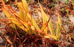 Yellowed plants