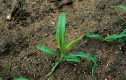 Plant with early zinc deficiency