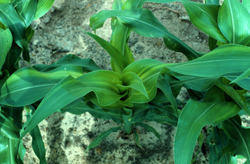 Plant with later zinc deficiency