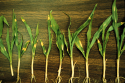 Plants with yellow bands on the leaves