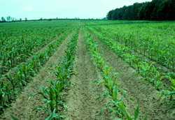Rows of plants with sulfur deficiency next to rows with sufficient sulfur. The deficient plants are shorter