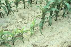 Row of plants of varying sizes