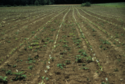 Field with injured plants