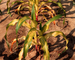 Plant with yellowed leaves