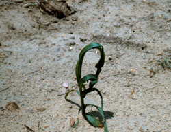 Small corn plant with curled leaves