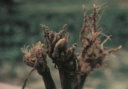Figure 27. 
 Anhydrous damage.