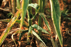 Plants damaged by stink bugs