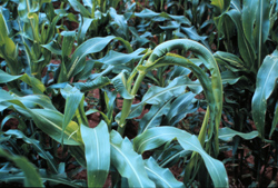 Plants with wiggly leaf margins caused by buggy whip stink bugs