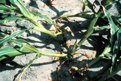 Plants with yellowing near the roots