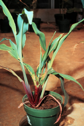 Potted plant with reddening near the roots