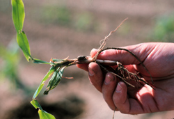 Plant damaged by billbugs