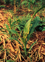 Plant with yellow stripes on the leaf from insect damage