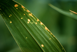 Leaf with small yellow spots