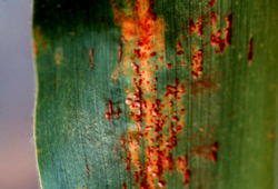 Common rust on leaves
