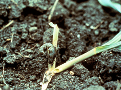 cutworm larva next to cut plant.