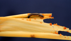 Caterpillar on yellow leaf