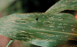 Cereal leaf beetle on a plant with many thin stripes of feeding damage