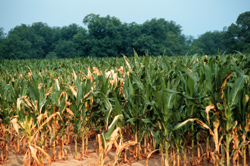 Field with paraquat burn